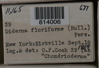 Diderma floriforme image